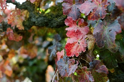 Fall colors in the vineyard's grape leaves