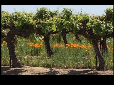 California poppies amidst the rows of the Touriga grape vines.