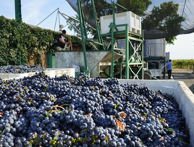 Grapes in picking trailers awaiting their turn to be crushed.