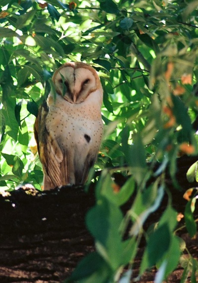 Owl sitting in tree near vineyard