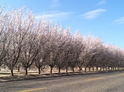 A row of fruit trees with pink blossoms along the road to Ficklin Vineyards