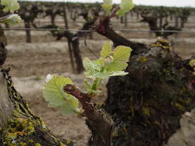 Leaves emerging from buds on 70 year old grapevine.