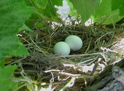 Two small blue eggs in a bird's nest in a tree on the winery property.