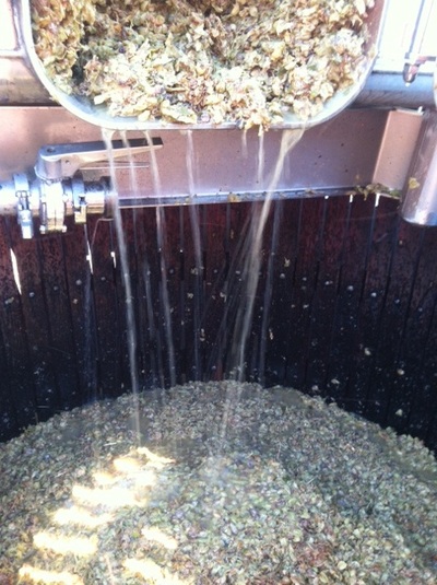 Palamino grape juice runs from a tank of crushed grapes into Ficklin's press during harvest.